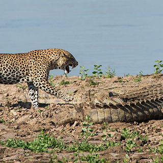 South Luangwa - Leopard and crocodiles